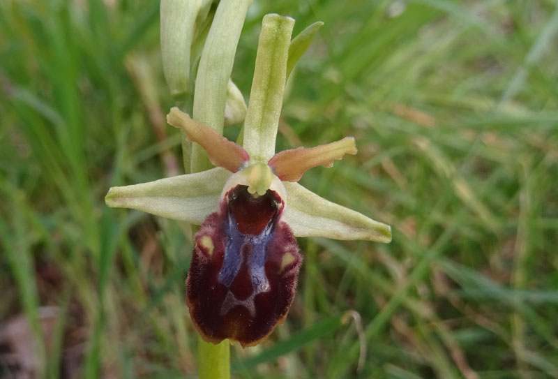 decine di...... Ophrys sphegodes